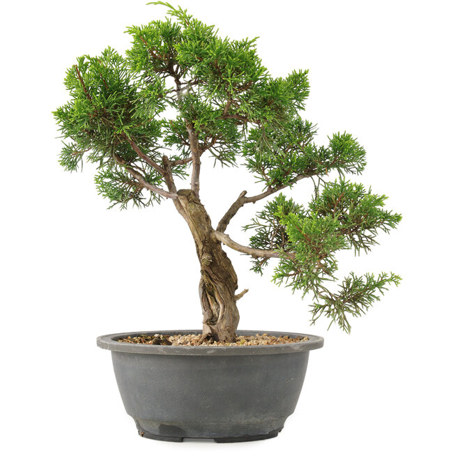 Juniperus chinensis Itoigawa, 27 cm, ± 15 años