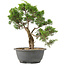 Juniperus chinensis Itoigawa, 27 cm, ± 15 años