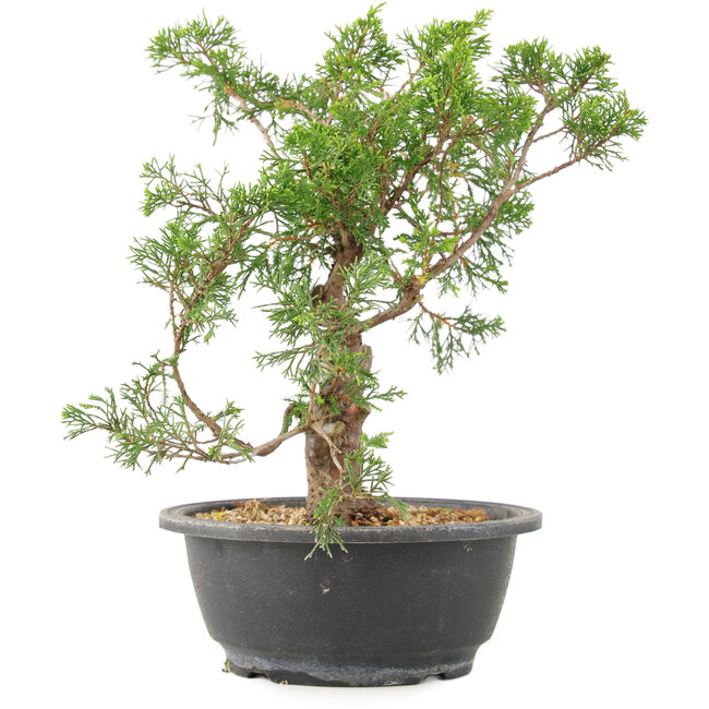 Juniperus chinensis Itoigawa, 28 cm, ± 15 anni