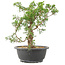 Juniperus chinensis Itoigawa, 28 cm, ± 15 ans