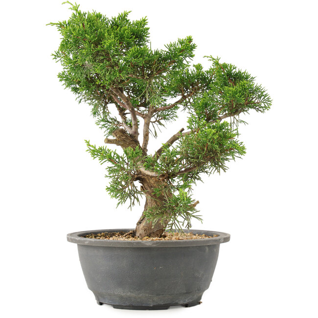 Juniperus chinensis Itoigawa, 27 cm, ± 15 ans