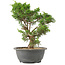 Juniperus chinensis Itoigawa, 27 cm, ± 15 anni