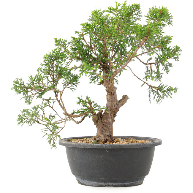 Juniperus chinensis Itoigawa, 28 cm, ± 15 anni