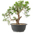 Juniperus chinensis Itoigawa, 28 cm, ± 15 jaar oud