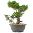 Juniperus chinensis Itoigawa, 27 cm, ± 15 anni