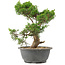 Juniperus chinensis Itoigawa, 27 cm, ± 15 años