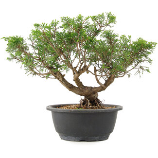 Juniperus chinensis Itoigawa, 25 cm, ± 15 years old