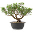 Juniperus chinensis Itoigawa, 25 cm, ± 15 jaar oud