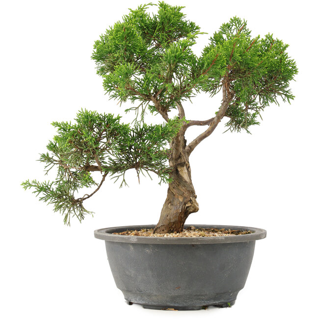 Juniperus chinensis Itoigawa, 27 cm, ± 15 ans
