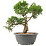 Juniperus chinensis Itoigawa, 27 cm, ± 15 anni