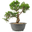 Juniperus chinensis Itoigawa, 27 cm, ± 15 años