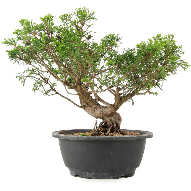 Juniperus chinensis Itoigawa, 25 cm, ± 15 años