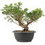 Juniperus chinensis Itoigawa, 25 cm, ± 15 anni