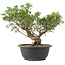 Juniperus chinensis Itoigawa, 25 cm, ± 15 Jahre alt