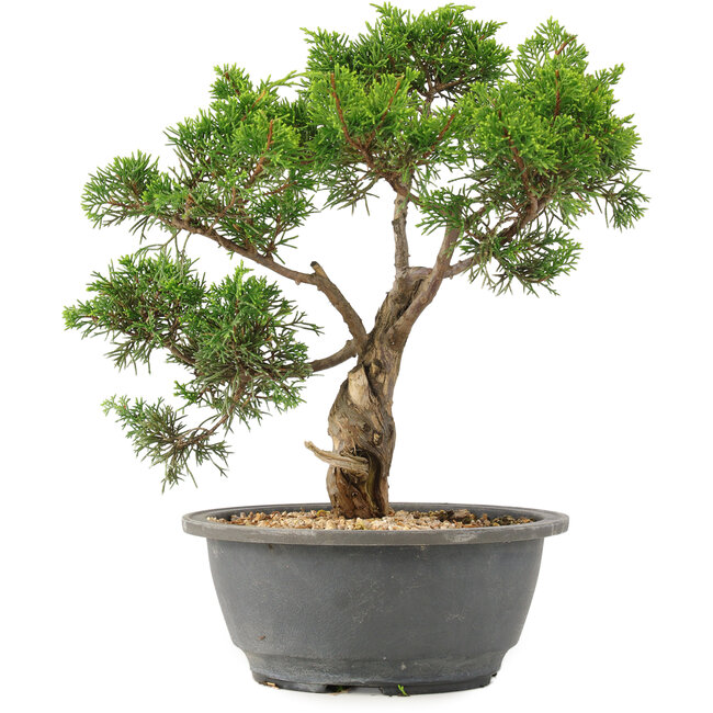 Juniperus chinensis Itoigawa, 27 cm, ± 15 years old