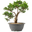 Juniperus chinensis Itoigawa, 27 cm, ± 15 ans