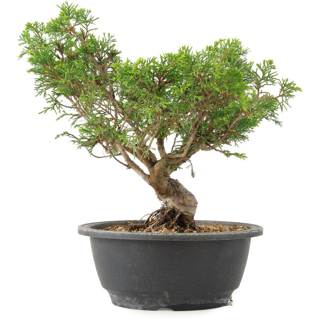Juniperus chinensis Itoigawa, 25 cm, ± 15 years old