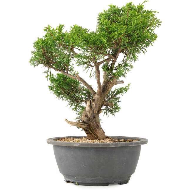 Juniperus chinensis Itoigawa, 27 cm, ± 15 jaar oud