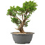 Juniperus chinensis Itoigawa, 27 cm, ± 15 jaar oud