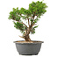 Juniperus chinensis Itoigawa, 27 cm, ± 15 Jahre alt