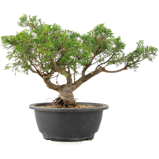 Juniperus chinensis Itoigawa, 25 cm, ± 15 years old