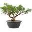 Juniperus chinensis Itoigawa, 25 cm, ± 15 years old