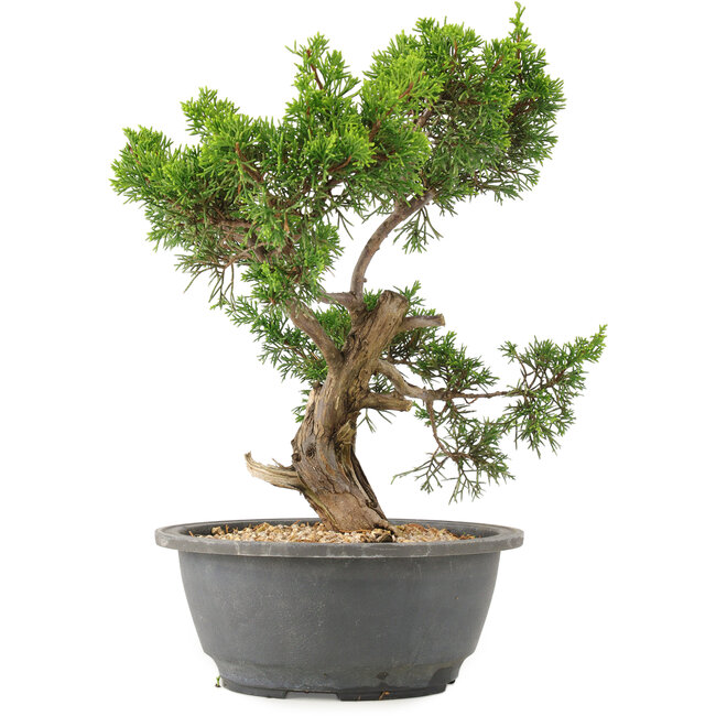 Juniperus chinensis Itoigawa, 27 cm, ± 15 jaar oud