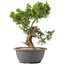 Juniperus chinensis Itoigawa, 27 cm, ± 15 años