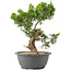 Juniperus chinensis Itoigawa, 27 cm, ± 15 Jahre alt