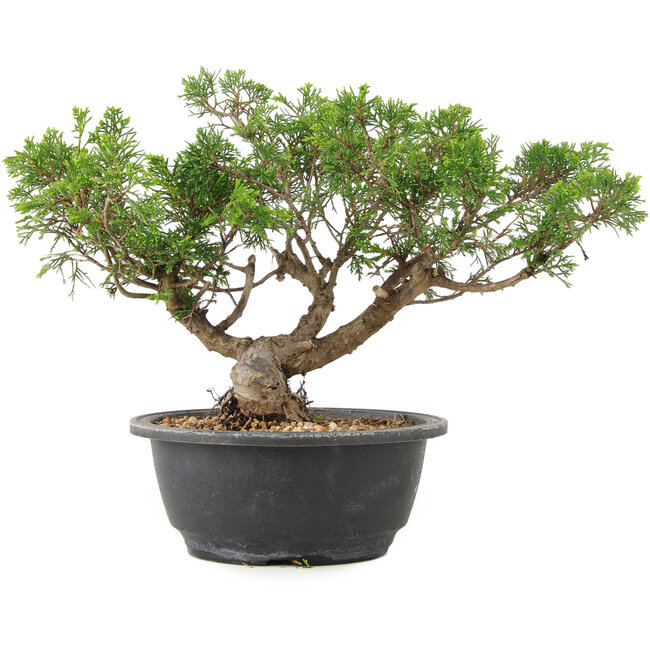 Juniperus chinensis Itoigawa, 25 cm, ± 15 ans