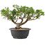 Juniperus chinensis Itoigawa, 25 cm, ± 15 anni