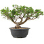 Juniperus chinensis Itoigawa, 25 cm, ± 15 years old