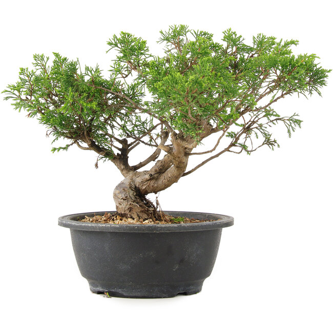 Juniperus chinensis Itoigawa, 25 cm, ± 15 ans