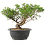 Juniperus chinensis Itoigawa, 25 cm, ± 15 anni