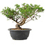 Juniperus chinensis Itoigawa, 25 cm, ± 15 jaar oud