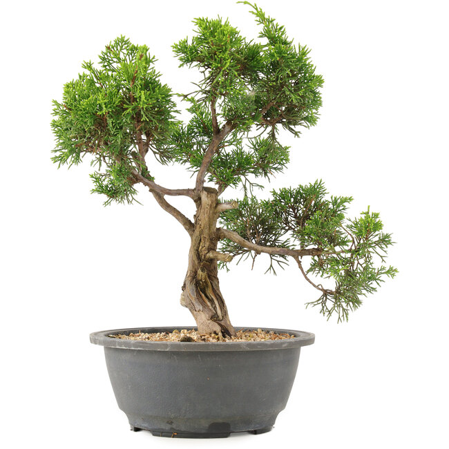 Juniperus chinensis Itoigawa, 27 cm, ± 15 años