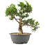 Juniperus chinensis Itoigawa, 27 cm, ± 15 jaar oud