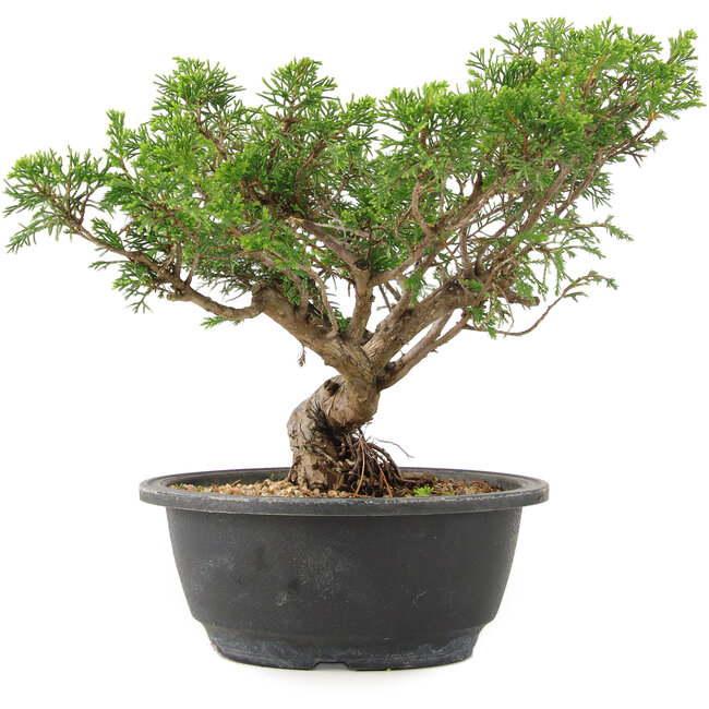 Juniperus chinensis Itoigawa, 25 cm, ± 15 jaar oud