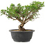 Juniperus chinensis Itoigawa, 25 cm, ± 15 anni