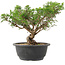 Juniperus chinensis Itoigawa, 25 cm, ± 15 jaar oud