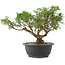 Juniperus chinensis Itoigawa, 25 cm, ± 15 anni