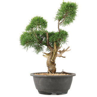 Juniperus chinensis Kishu, 31 cm, ± 15 anni