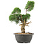 Juniperus chinensis Kishu, 31 cm, ± 15 jaar oud