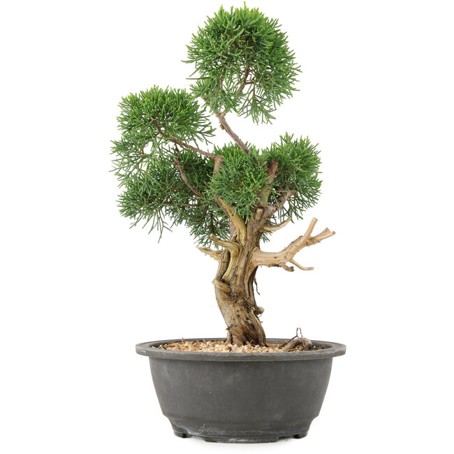 Juniperus chinensis Kishu, 31 cm, ± 15 años