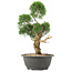 Juniperus chinensis Kishu, 31 cm, ± 15 jaar oud