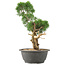 Juniperus chinensis Kishu, 31 cm, ± 15 anni