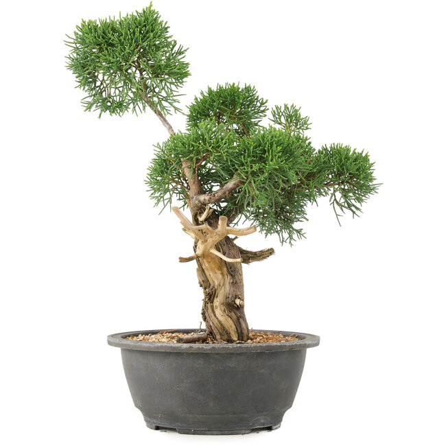 Juniperus chinensis Kishu, 31 cm, ± 15 jaar oud