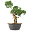 Juniperus chinensis Kishu, 31 cm, ± 15 años