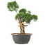 Juniperus chinensis Kishu, 31 cm, ± 15 years old