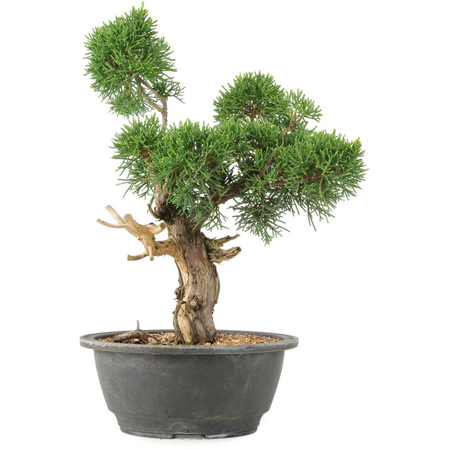 Juniperus chinensis Kishu, 31 cm, ± 15 jaar oud